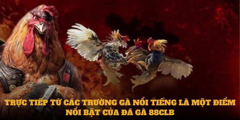 Trực tiếp từ các trường gà nổi tiếng là một điểm nổi bật của Đá gà 88CLB