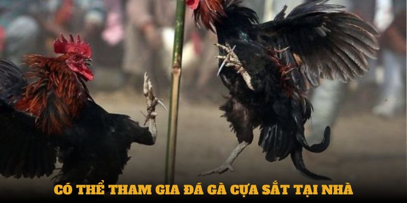 Có thể tham gia đá gà cựa sắt tại nhà