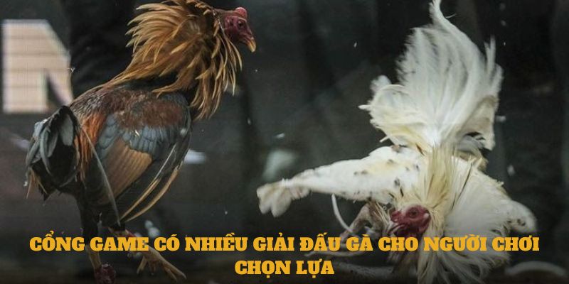 Cổng game có nhiều giải đấu gà cho người chơi chọn lựa