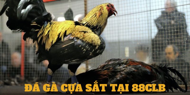 Đá gà cựa sắt 88clb